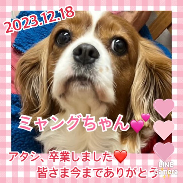 【運命の赤い糸見～つけた💓キャバリアのミャングちゃん💕】2023,12,18